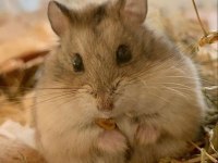 Hamster Gonzales Yavrularımız Heryere Gönderim