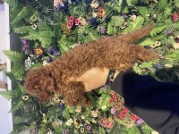 Efsane yavru poodle köpeklerimiz