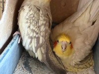 Kuluçka makinesi gibi garantili takım sultan papağanı