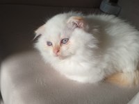 Scottish fold yavrularımıza yuva arıyoruz