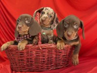 Son Gözdesi Egzotik Görüntüsü Dachshund Sosis