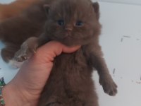 ÇİKOLATA DİŞİ ERKEK BRITISH SHORTHAIR YAVRULARIMIZ