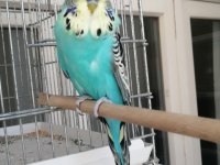 Üst vasıf Sarı surat Show jumbo muhabbet kuşu