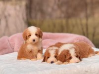 Show kalite giant (Dev) poodle yavrular