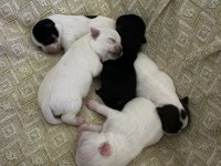 Yeni Chihuahua Yavrularım