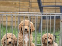 Muhteşem dev Poodle bebekleri
