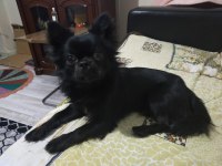 1.5 yaşındaki chihuahua oğlumuza eş arıyoruz