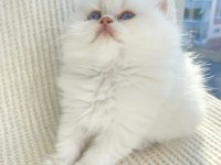 By33 Dişi Yavru British Longhair