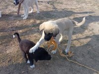 KANGAL ÇAPARLARIMIZ SAF KAN ORJİNAL