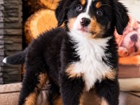 Birinci Sınıf Bernese Yavruları