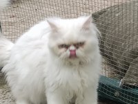 OYUN DELİSİ ERKEK İRAN KEDİSİ
