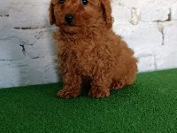 Toy poodle yavrularımız