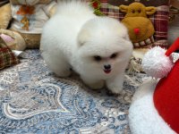 Oyuncak Teddy Pomeranian Boo