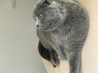 Scottish fold