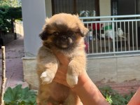 Pekinezler hazırız artık yeni evimize