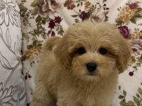 BİBLO RED MALTİPOO OĞLUMUZ