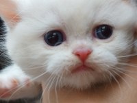 British shorthair yavru