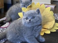 Brıtısh Shorthair Gri Yavrularım