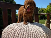 Kore Teacup Babadan Teacup Poodle Bebekler