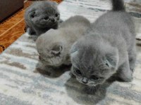 Mükemmel Yavrularımız Scottish Fold