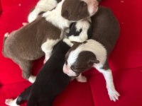Şeker Köpekler Bunlar