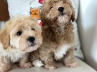 Petmode köpek çiftliğinde ziyarete açık maltipoo