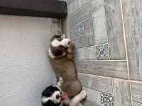 ÜRETİCİDEN HARİKA BORDER COLLIE YAVRULAR