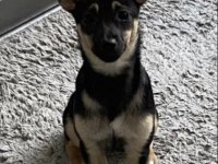 AKILLI CHİHUAHUA KIZIM BELLA YENİ YUVASINI ARIYOR