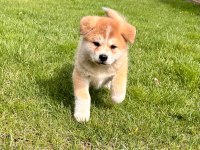 %100Safkan Japon Akita Yavruları