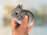 Hollanda Cüce Tavşan Beyaz Karamel Chinchilla Aguti