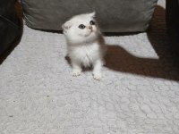 Scottish fold silver erkek bebeğimiz