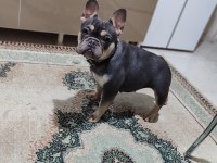 Dişi blue and tan french bulldog