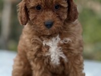 Korea kan toy poodle bebekler