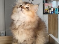 British Longhair Kedilerim