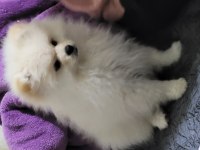 Pomeranian boo 4 aylık köpeğimiz