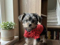 Havlama huyu asla yok çok uslu yorkshire terrier