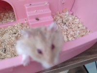 İki Adet Cüce Hamster