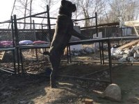 DEV ANNE BABADAN ÜST KALİTE CANE CORSO YAVRULAR