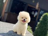 Dünyalar tatlısı mini boy beyaz pomeranian boo