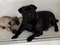 Pug bebekler