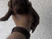 Anne altından Teacup Kore kan Koyu renk Genetik poodle