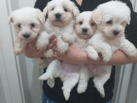 Maltese terrier bebekler