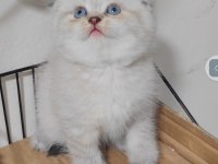 Scottish Fold Kedisi