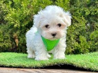 KAR BEYAZI MALTESE TERRİER YAVRULARI