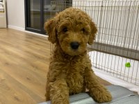Kendi toy poodle yavrularımız DİŞİ - ERKEK