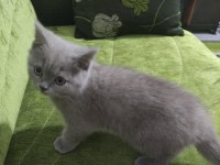 British shorthair 1 şubat doğumlu