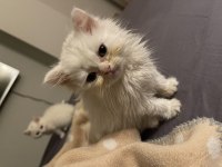 Beyaz british shorthair ve longhair