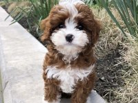 IRK VE SAĞLIK GARANTİLİ MALTİPOO YAVRULAR MAĞAZADAN