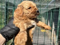 Köpeğimiz hakkında detaylı bilgi için arayın