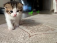 Minik yavru kedilerimize sıcak bir yuva arıyoruz